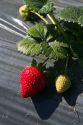 Strawberry crop in the Salinas Valley, California, USA.